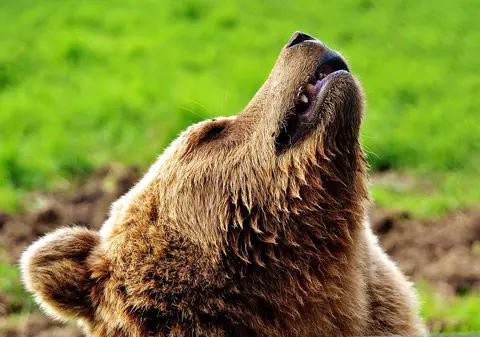 Ursul care a ucis zeci de animale în mai multe gospodării din Buzău poate fi împuşcat