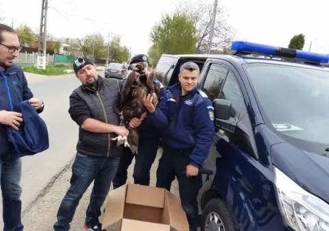 Un vultur pleșuv negru, dispărut de peste 100 de ani din România, a fost găsit în Focșani