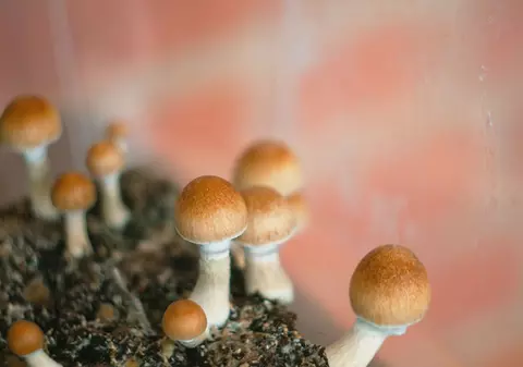 Pentru prima oară în istorie, un stat american decriminalizează ciupercile psihedelice