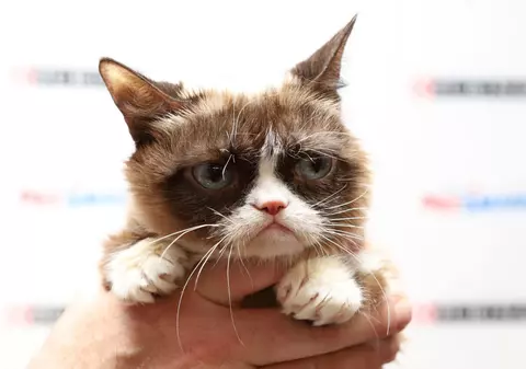 A murit Grumpy Cat! Cea mai faimoasă pisică din lume și-a îmbogățit familia cu cel puțin 100 de milioane de dolari