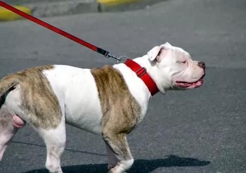Un copil de 11 ani s-a spânzurat cu lesa câinelui. Gest extrem din cauză că mama lui n-a venit la serbare