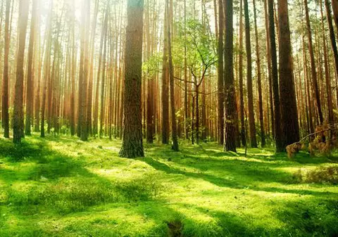 Biserica din Bucovina speră că va putea să obțină cele peste 160.000 de hectare de pădure pe care le cere din 2005, deși în 2017 a pierdut defintiv procesul la ICCJ