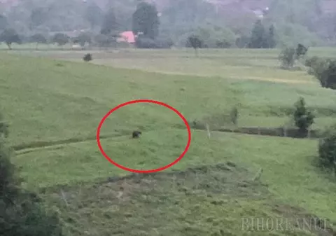 Un urs care terorizează comuna Budureasa, filmat în acțiune. A dat iama în cotețele găinilor. |VIDEO