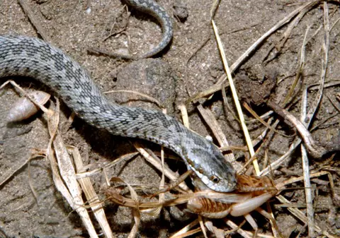 Angajat al Uzinei Mecanice Sadu, mușcat de o viperă în timpul serviciului. „Nu e un caz izolat”