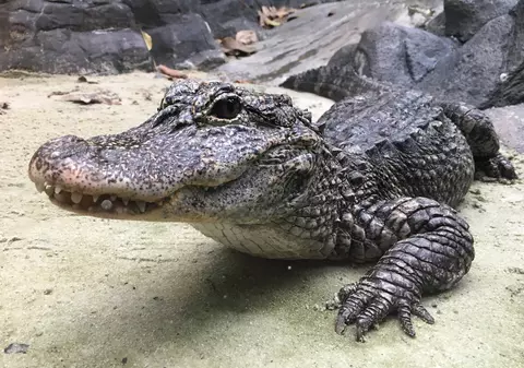 Un aligator orb a intrat într-o fabrică din China. Cât timp a durat capturarea animalului