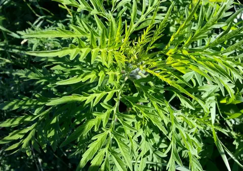 Legea pentru combaterea ambroziei, promulgată. Obligaţiile proprietarilor de terenuri