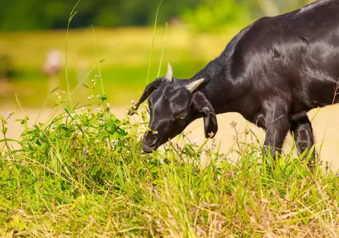 VIDEO | Capre sălbatice au invadat străzile pustii ale unui oraş din Ţara Galilor. Localnic: „Au încălcat regulile de izolare, au mers în grup”
