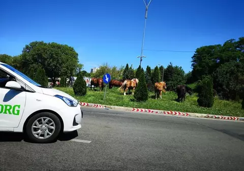 Cai la păscut, într-un sens giratoriu din Cluj |FOTO inedit