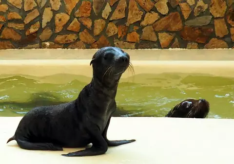 VIDEO / Mandy, puiul de leu de mare, vedeta Delfinariului de la Constanța. Ce alte surprize a pregătit Complexul Muzeal de Științe ale Naturii din Constanța pentru această vară