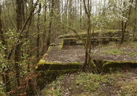 Un copac stă în calea rezolvării celui mai mare mister din Al Doilea Război Mondial. S-a descoperit tunelul secret care ar putea duce spre „a opta minune a lumii”