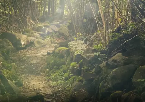 Un român a murit într-o pădure din Austria