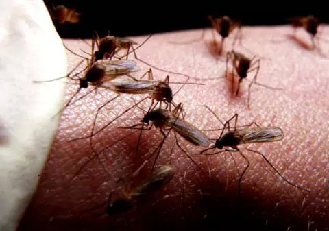 Avertizare de călătorie din cauza virusului West Nile în Grecia, destinație de vacanță aleasă de mii de români. Boala răspândită de țânțari poate fi fatală