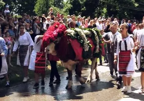 Obicei străvechi de Rusalii, în Ardeal. Ce este „înstruțatul boului”