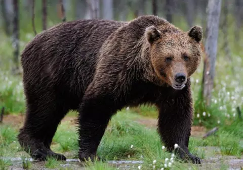 Ursul împușcat de un jandarm pentru a-și apăra colegul de patrulare a dispărut din zona respectivă. Polițiștii fac cercetări, in rem, pentru braconaj