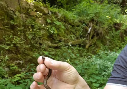 Un copil de zece ani a fost mușcat de un pui de viperă. A fost tratat abia la opt ore de la incident!