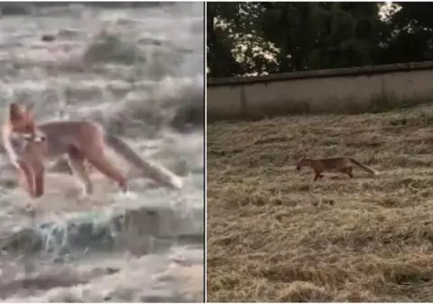 Vulpe surprinsă la câteva sute de metri de centrul Aradului |VIDEO