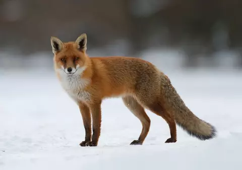 Autoritățile din Arad au împușcat 150 de vulpi „pentru testarea eficienței vaccinului antirabic”