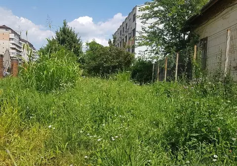 Bălăriile au năpădit Poliția Oradea. Vegetația depășește și jumătate de metru |FOTO