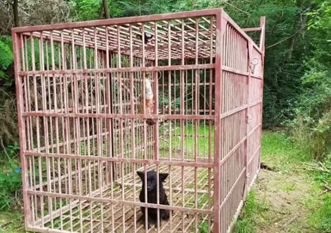 Câinii îngreunează operațiunea de prindere a unui urs din Alba Iulia. Mușcă momeala și declanșează capcana