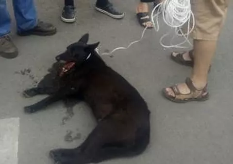 Un clujean a tras un câine cu mașina: „Animalul abia respira și era plin de sânge!”