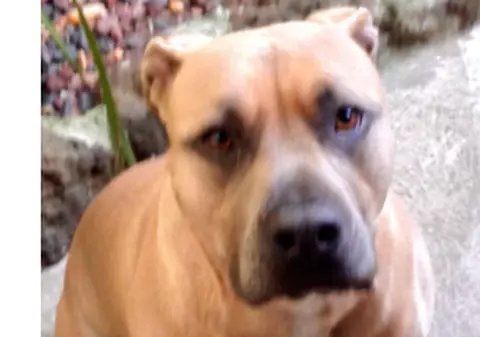 Un bărbat în scaun cu rotile a fost ucis de câinele fiului său!