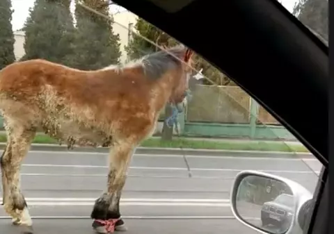 Caii, vacile sau caprele nu vor mai fi crescute în Deva. Amenda Primăriei ajunge la 3.000 de lei pe zi