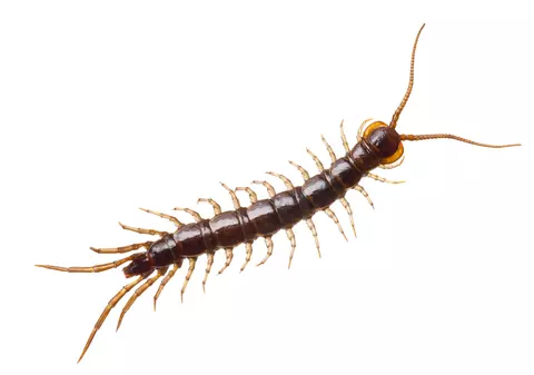 Un vlogger cunoscut a murit după ce a mâncat viermi și șopârle. Era în direct când s-a întâmplat asta!