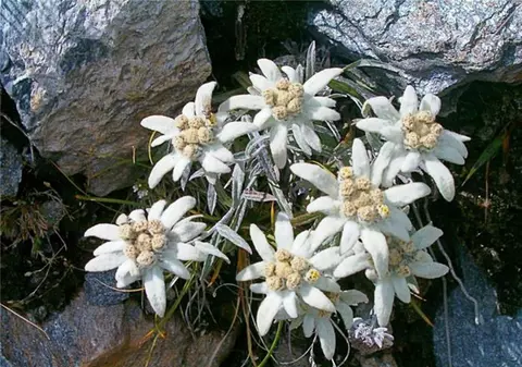 Drumeţia pe munte s-a încheiat cu dosare penale, pentru o familie care s-a pozat cu buchete de flori de colț