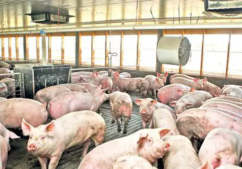 Toți porcii dintr-un sat din Arad vor fi sacrificați, după ce au fost confirmate trei focare de pestă porcină și există alte două suspiciuni