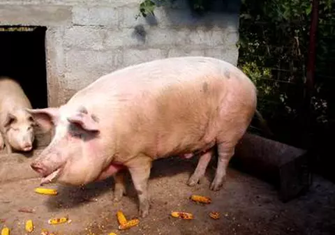 UPDATE | Focare de pestă porcină africană în localităţi din Galați și Olt