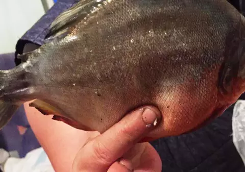 Pește piranha, prins într-un baraj din Baia Mare