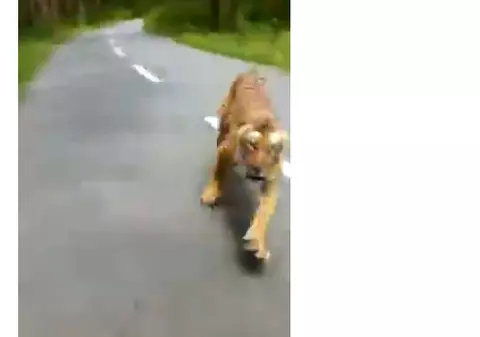 VIDEO | Imagini incredibile: un tigru a ieșit în fugă dintr-o pădure și a alergat un motociclist