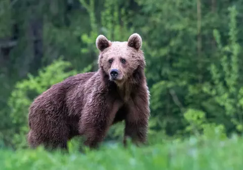 Jandarmeria Suceava, despre ursul împușcat care a dispărut. Când jandarmul s-a întors, „ursul nu se mai afla acolo”
