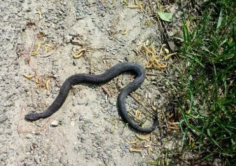 Un copil de 13 ani din Deva a fost muşcat de o viperă