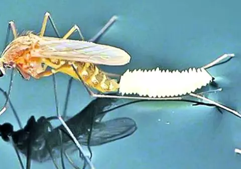 Atenționare de călătorie în Grecia, emisă de MAE din cauza virusului West Nile. Doi oameni au murit