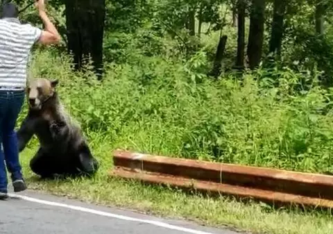 Un bărbat, la un pas să fie sfâșiat de ursul pe care îl hrănea, lângă Cetatea Poenari