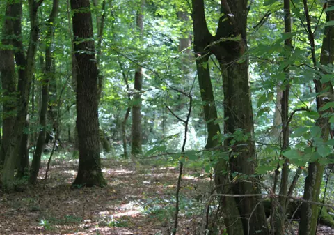 Festival inedit lângă Timișoara, tribut Woodstock. La Codru se dă apă gratis, iar intrarea se plătește... în copaci