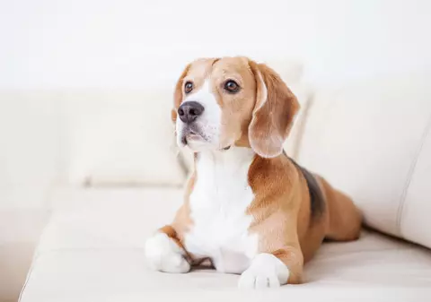 Ziua internațională a câinelui - Când celebrăm cel mai bun prieten al omului