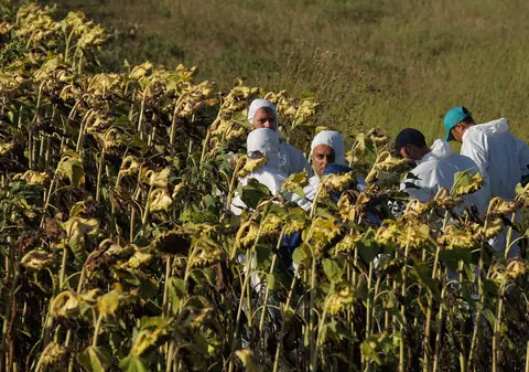 Anchetatorii de la Caracal au căutat telefonul Luizei Melencu într-un lan de floarea-soarelui