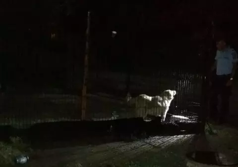 Proprietarul unei brutării din Gorj n-a vrut să le permită inspectorilor ITM să-i viziteze unitatea și a pus câinii pe ei!