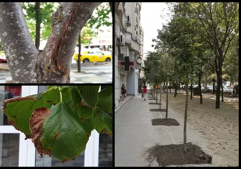 Cum cheltuiește Primăria Sectorului 3 banii publici: copaci înfipți în beton, dale în loc de gazon și pavaj înlocuit, deși era în stare bună