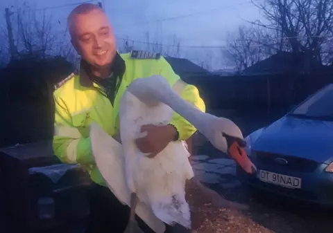 Anunț pe site-ul IPJ Olt în februarie: În urma unui apel la 112, poliția a salvat o lebădă în pericol