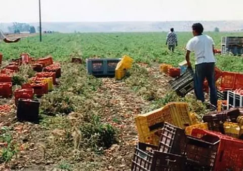 Un român a murit în timp ce culegea roșii în Italia