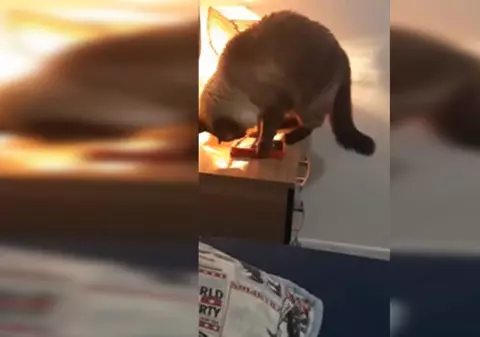 VIDEO | A pus o cameră de luat vederi fiindcă nu-și explica un fenomen. Când a văzut ce făcea pisica, a rămas interzisă