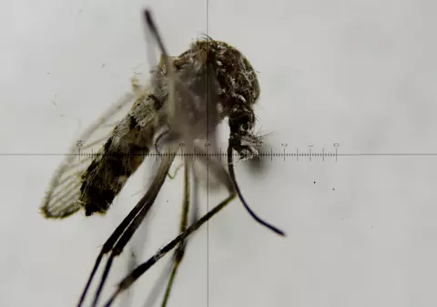 INSP: 7 cazuri de infecţie cu virusul West Nile