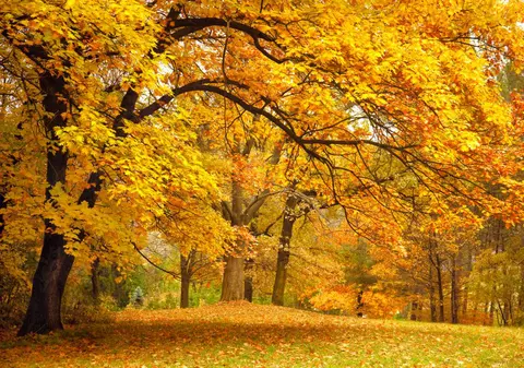 Horoscopul toamnei. Ce îți rezervă astrele în următoarele trei luni!