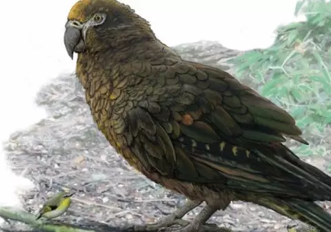 Au fost descoperite rămășițele celui mai mare papagal din istorie. Creatura uriașă a fost botezată "Hercules"