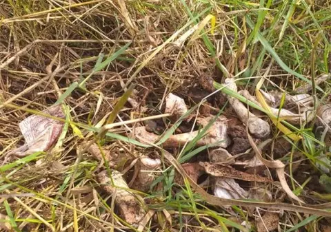 Mai multe fragmente de oase umane au fost descoperite lângă un cimitir din Gorj