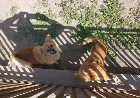 Reporterul Libertatea a fost la Huși să vadă câinii care au băgat spaima în echipajul de la ambulanță. Vecinii bătrânului care a murit așteptând ajutor: «Cum să se sperie de  acei câini? Și o pisică e mai mare decât ei!»