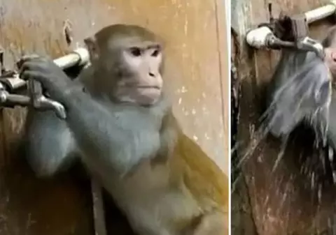 VIDEO | O maimuță din India a învățat să dea drumul la robinet pentru a bea apă!